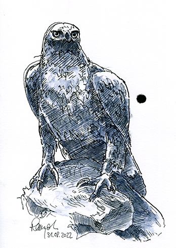 Zeichnung Adler Lokschuppen Rosenheim