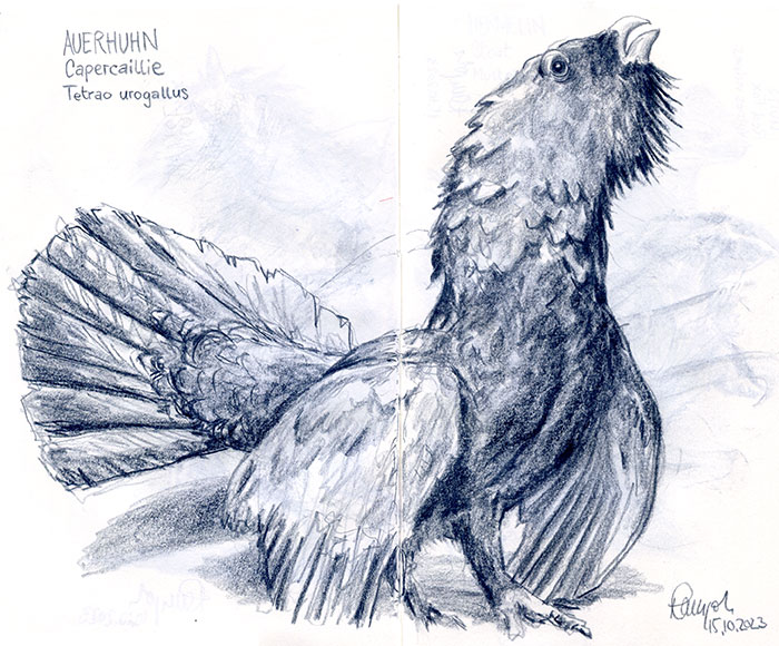 Zeichnung Auerhuhn