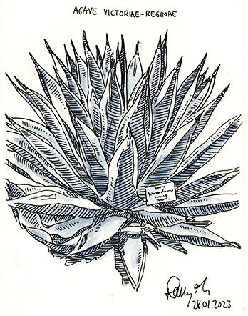 Zeichnung Agave