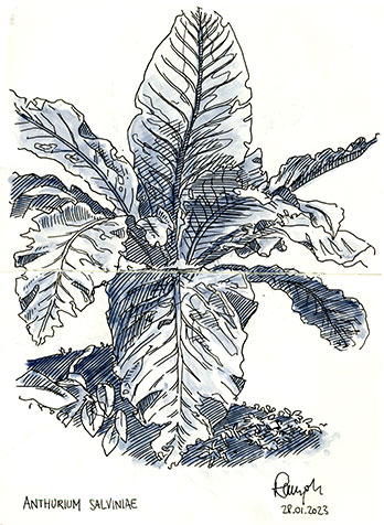 Zeichnung Anthurie