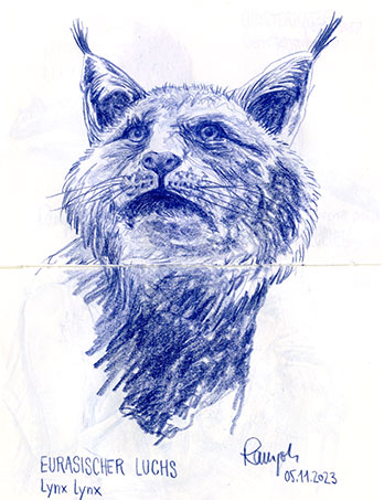 Zeichnung Eurasischer Luchs