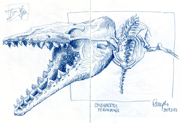 Zeichnung Galerie de Paléontologie et d'Anatomie comparée