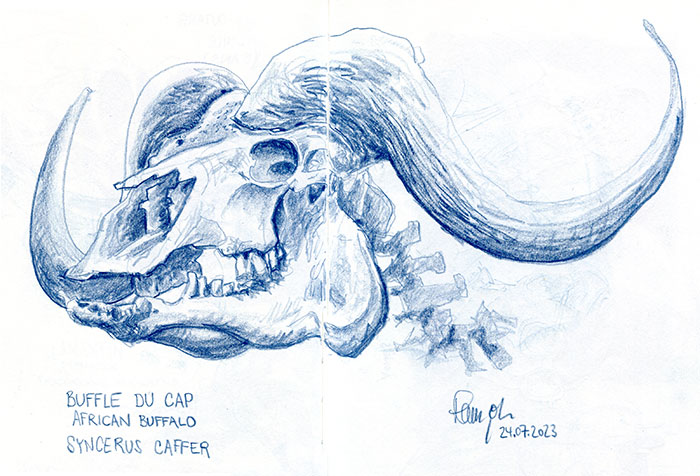Zeichnung Galerie de Paléontologie et d'Anatomie comparée