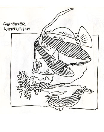 Zeichnung Wimpelfisch