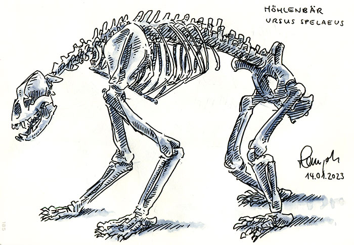 Zeichnung Skelett Höhlenbär