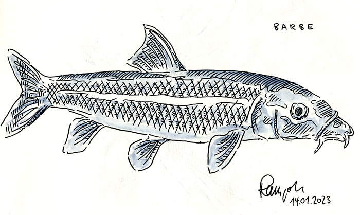 Zeichnung Barbe Fisch