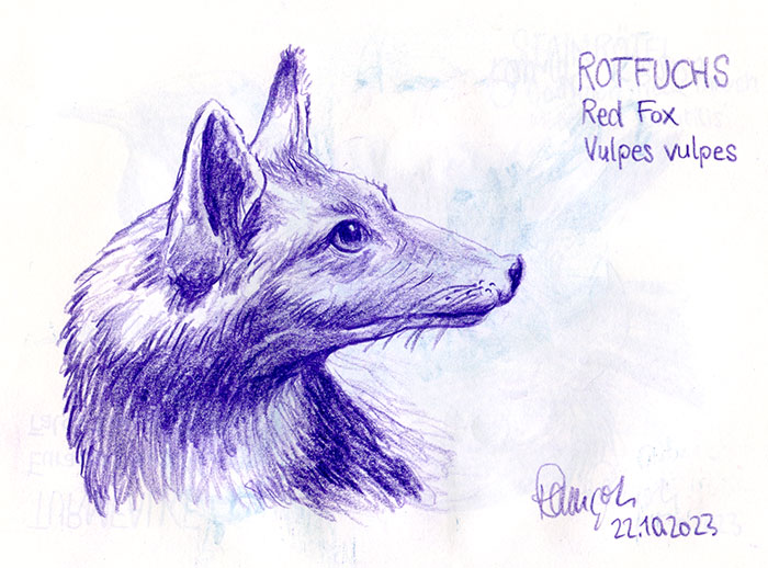 Zeichnung Rotfuchs