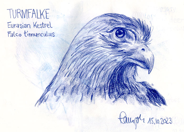 Zeichnung Turmfalke