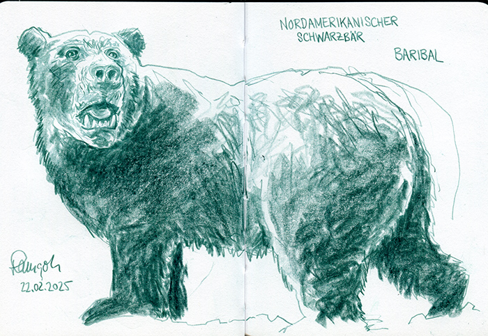 Zeichnung Amerikanischer Schwarzbär