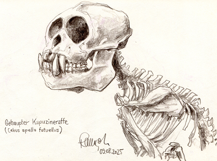 Zeichnung Kapuzineraffe Skelett Naturkundemuseum Kiel