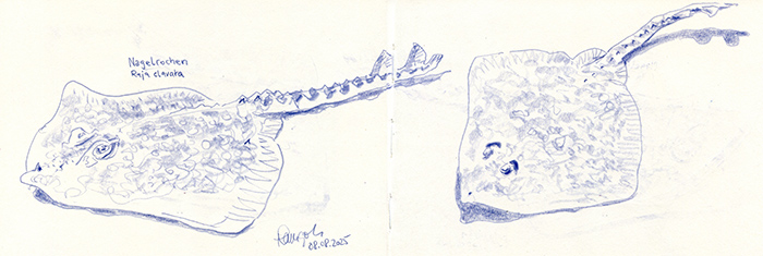 Zeichnung Nagelrochen Geomar Aquarium Kiel