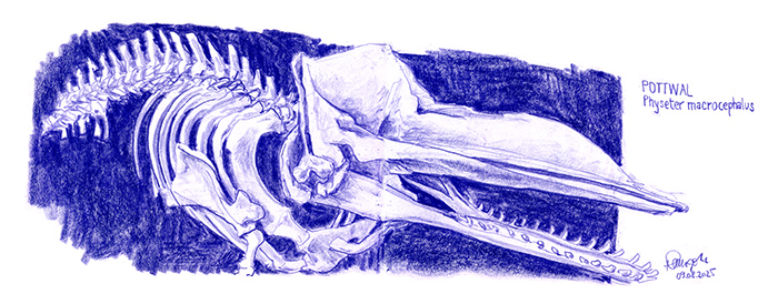 Zeichnung Pottwal Skelett